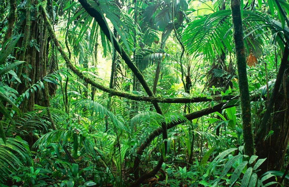  lost in the jungle again This green forest wallpaper is full of life 1011x655