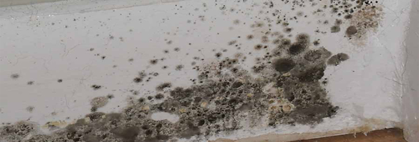 Finding Mold Experts