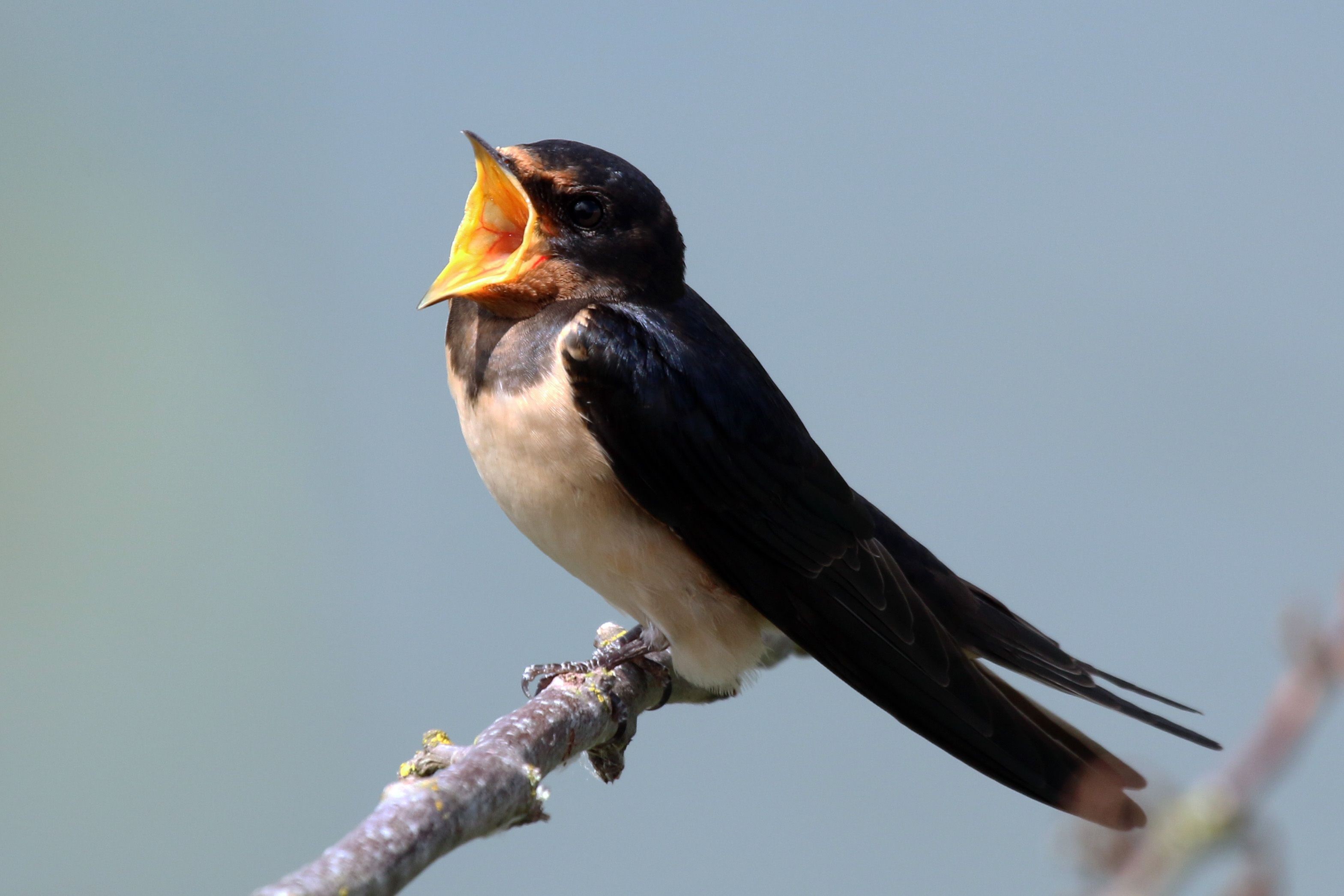 Swallow Bird Wallpaper