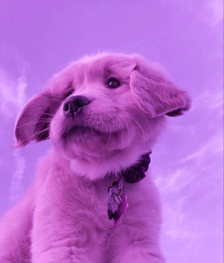 Purple Aesthetic Cute Puppy Wallpaper Animal Photos Baby