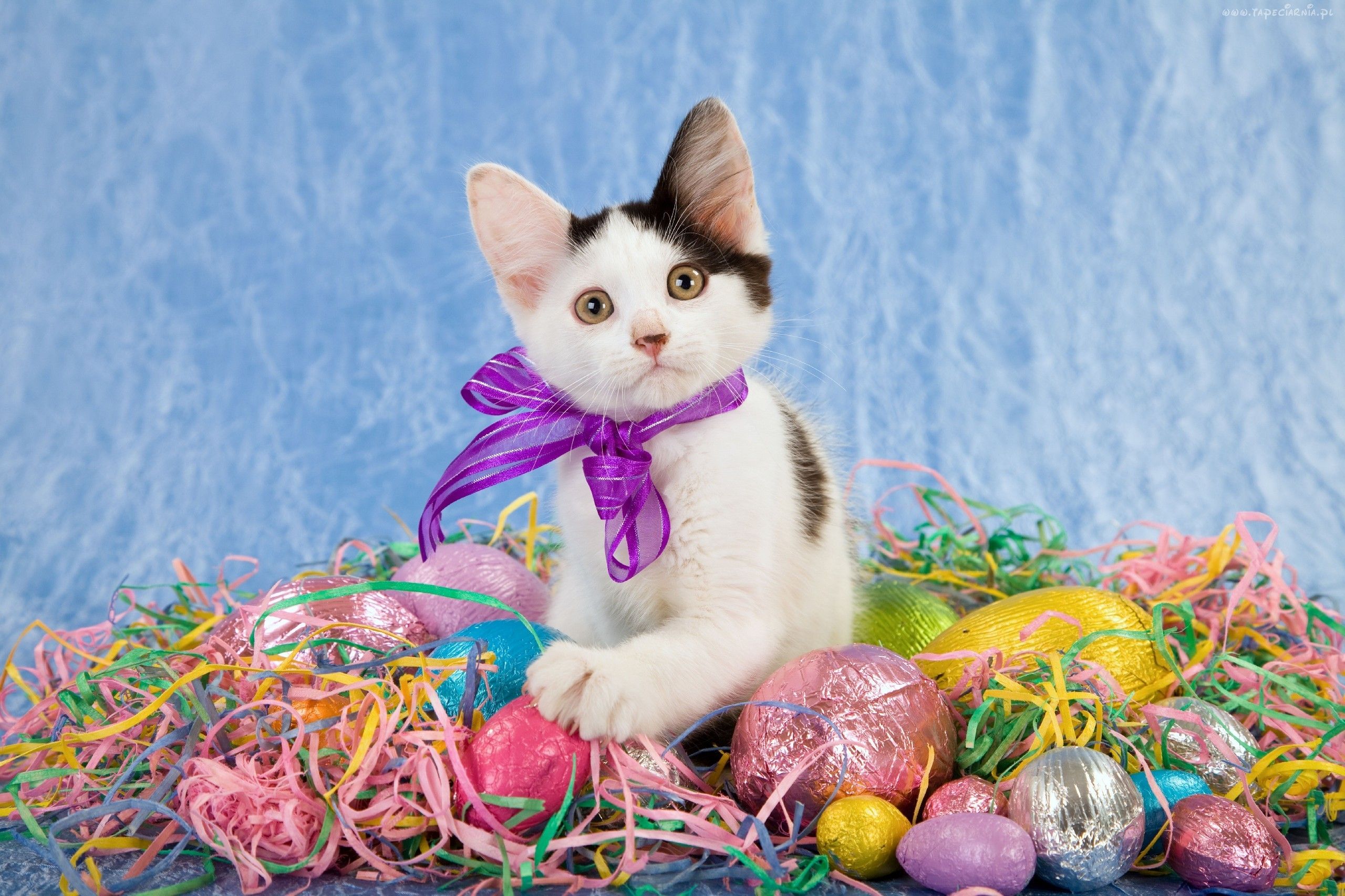 Happy Easter I love cats Easter cats Easter wallpaper Cats 2560x1706