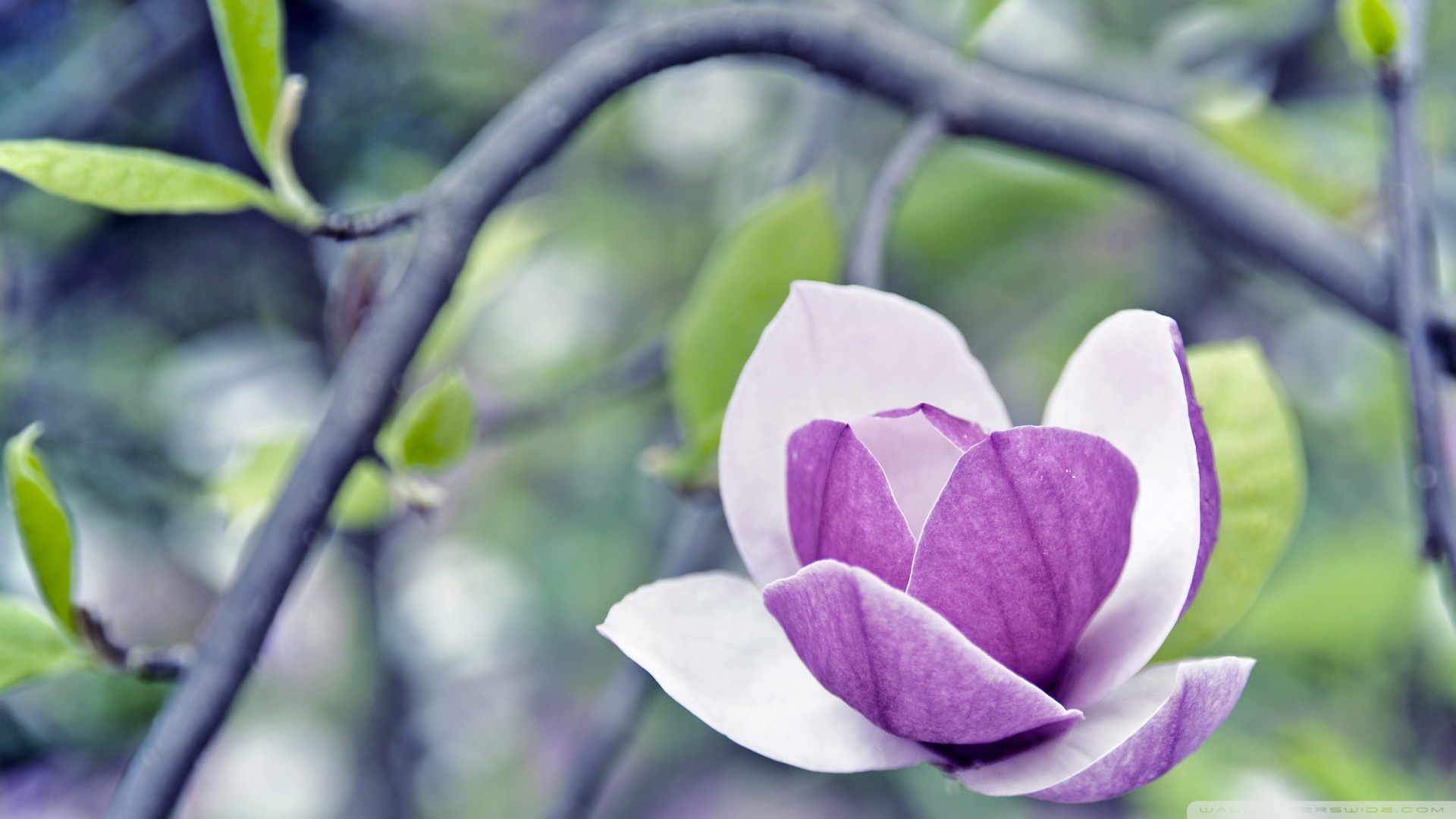 Purple Magnolia Wallpaper Wallpoper