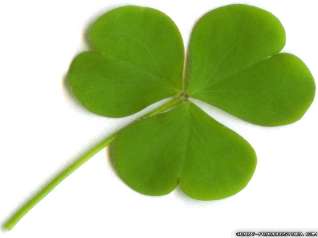 Irish Clove Shamrock Wallpaper