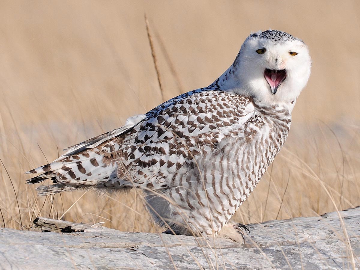 Screensavers For Android Snowy Owl Owls Snowy For Android