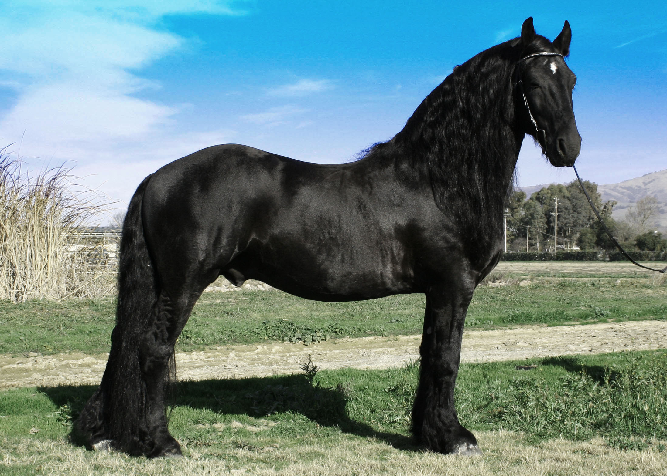Pictures Image Wallpaper Photos Friesian Horse