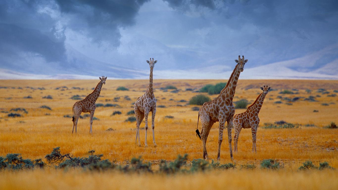 Giraffes Namibia Small Herd Of
