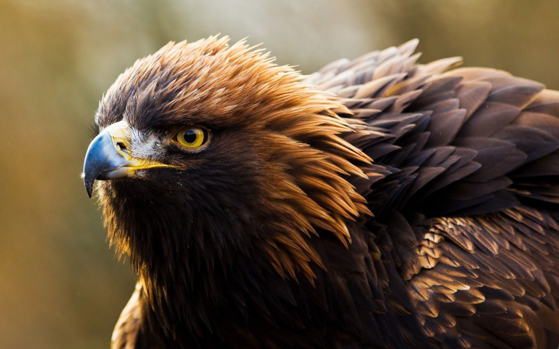 Ing Bird Of Prey Golden Eagle Photo Wallpaper