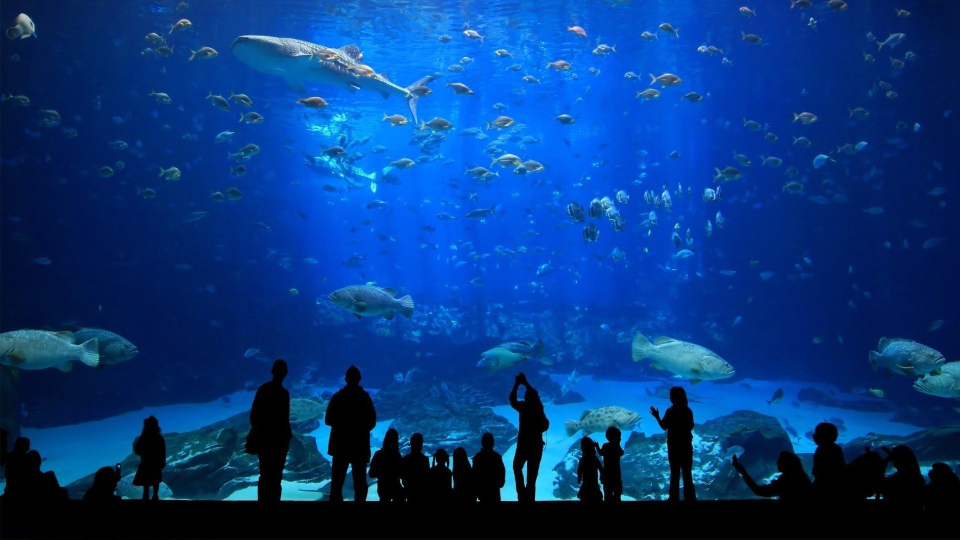 Underwater Silhouette Fish Aquarium HD Wallpaper Desktop And