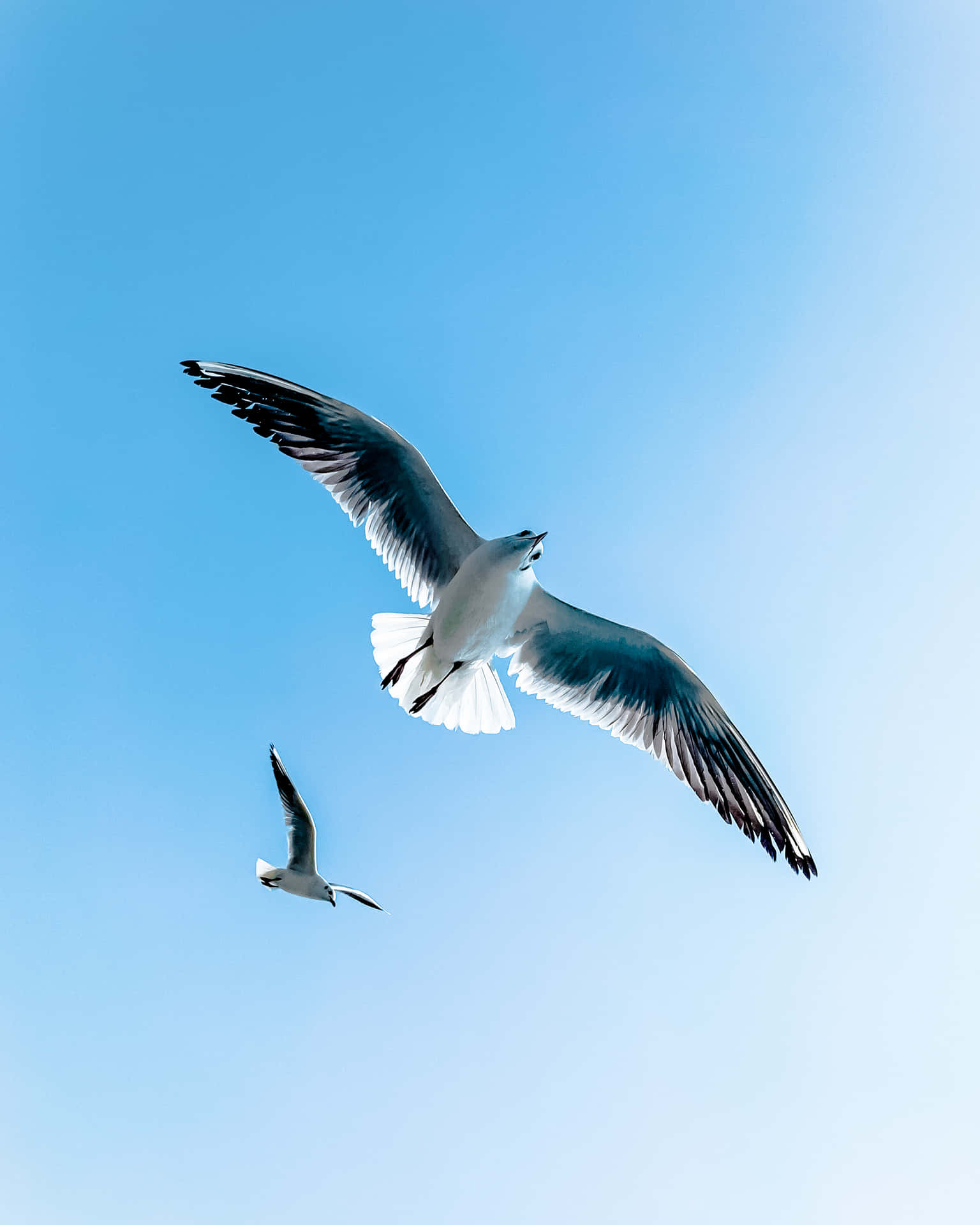 Birds Flying Wallpaper