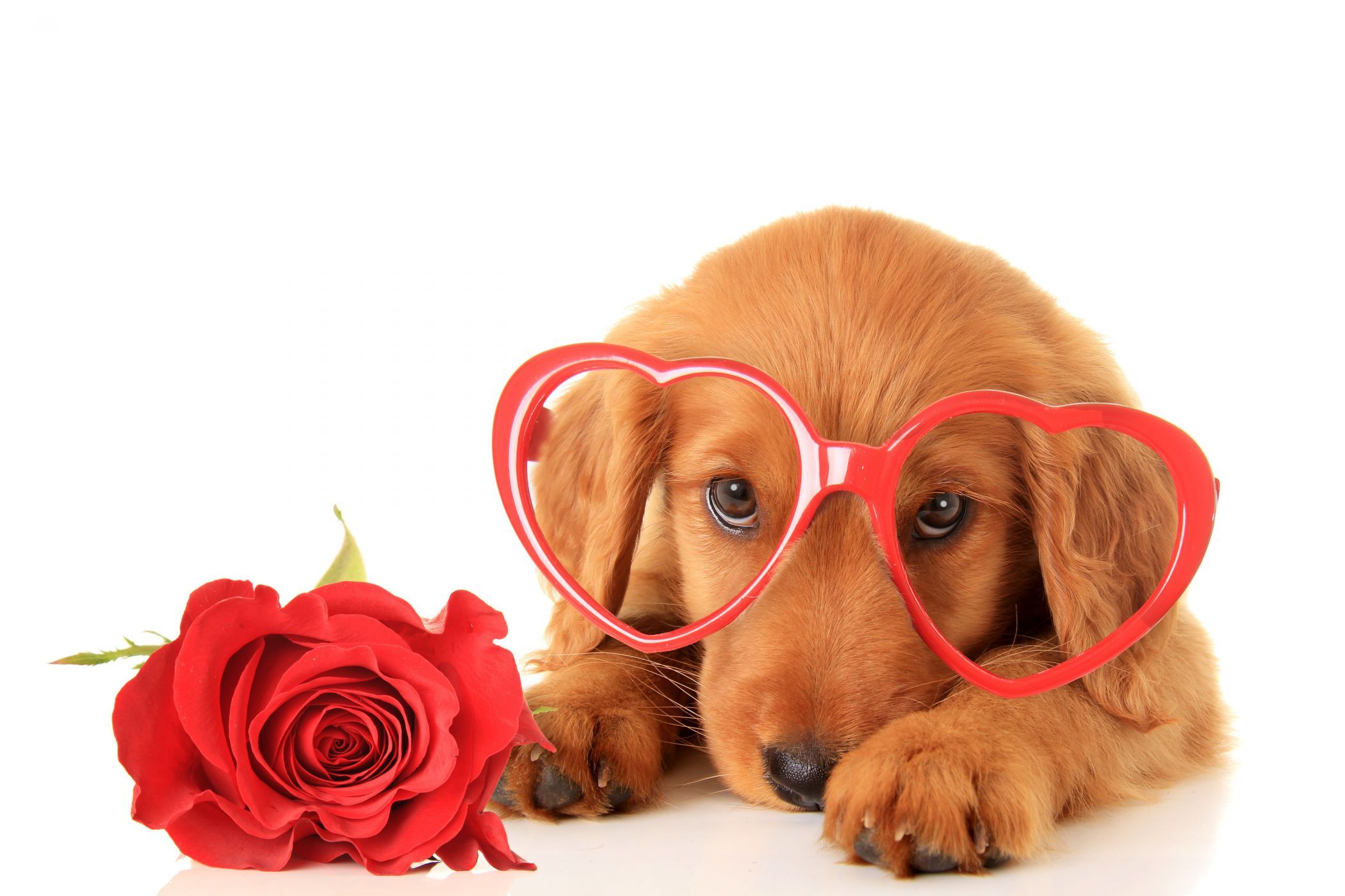 Valentine S Day Dogs Roses Retriever Glasses Heart Glance Animals