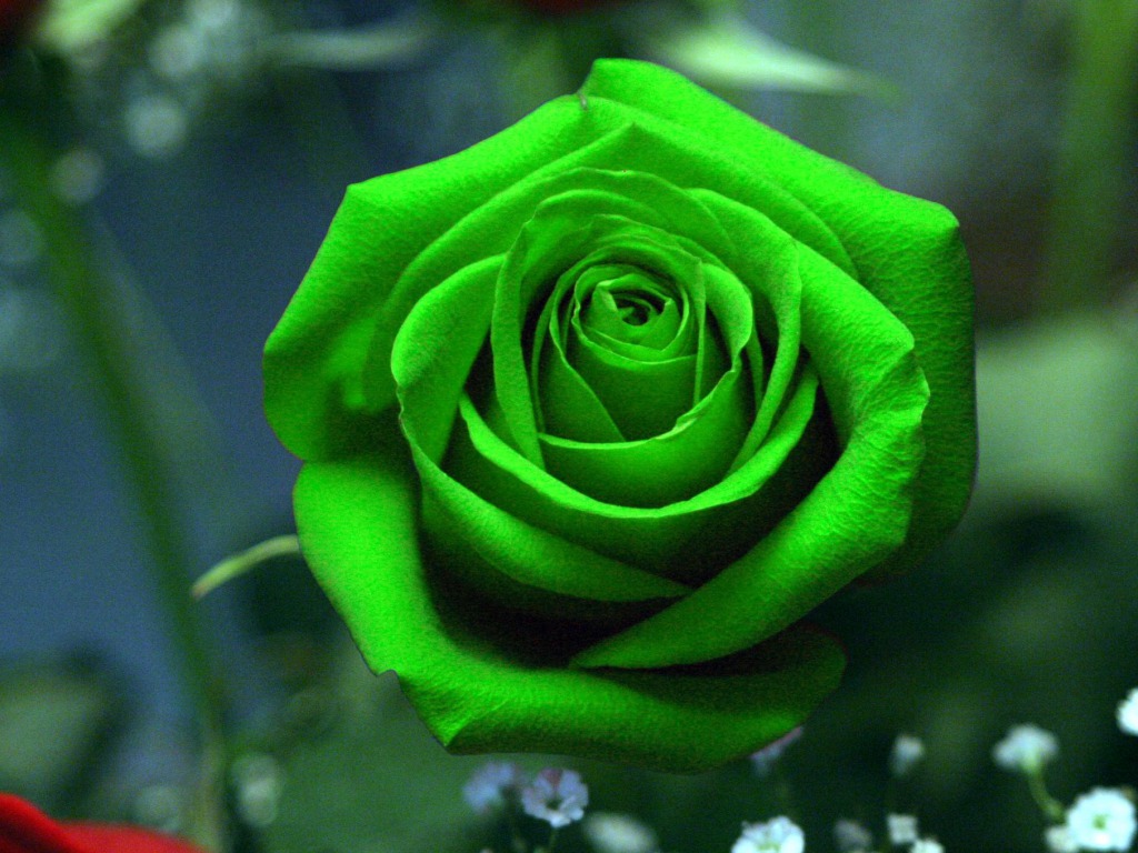 Green Rose Wallpaper HD Pictures One