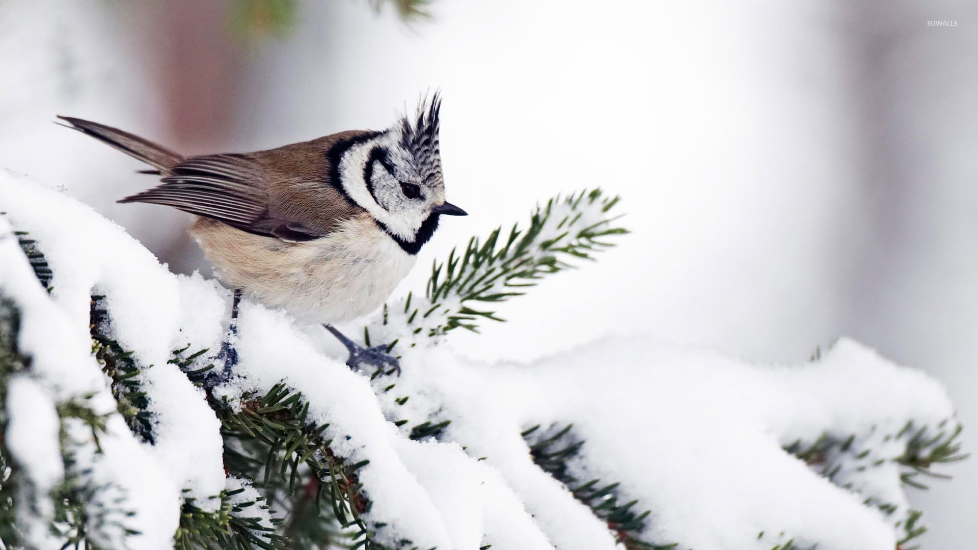 Tufted Titmouse On A Snowy Fir Branch Wallpaper Animal