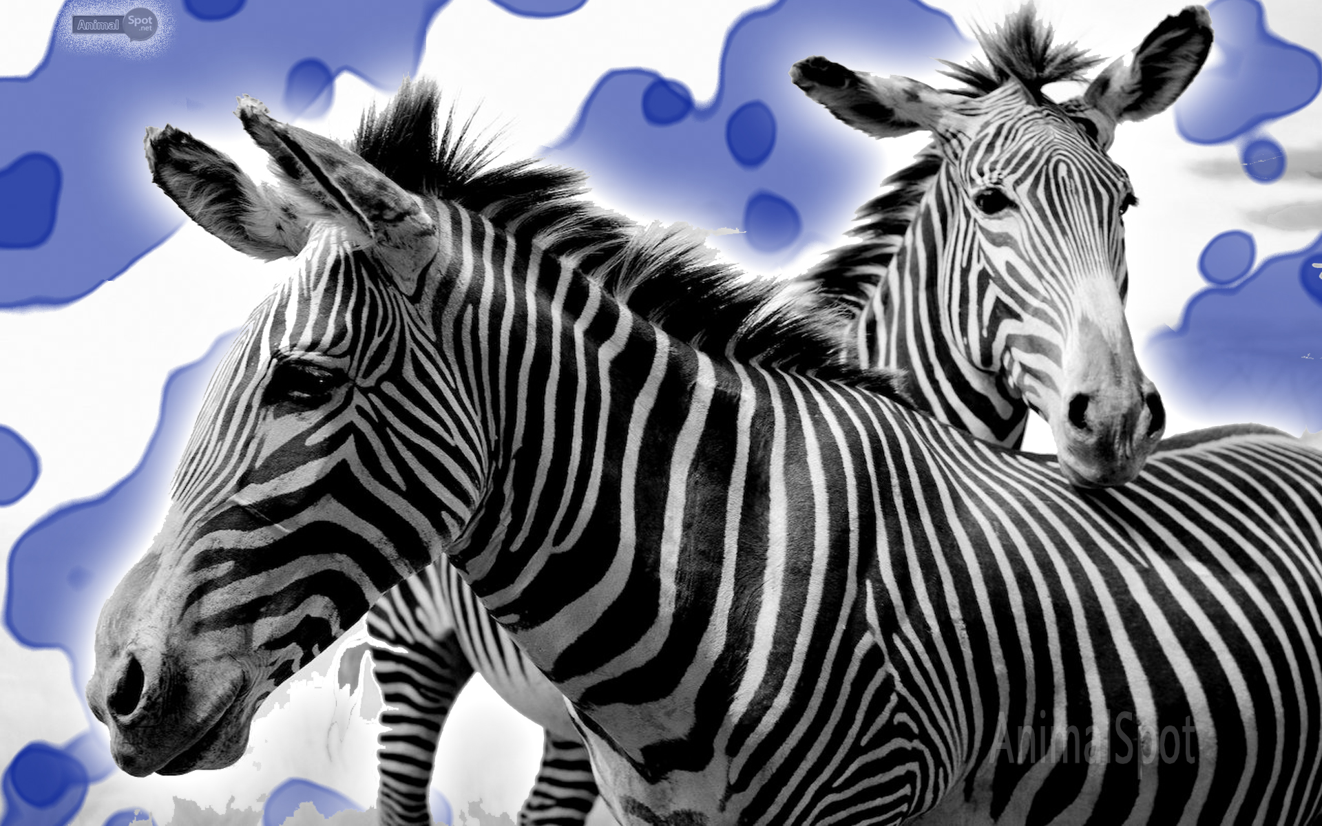 Zebra Wallpaper Desktop