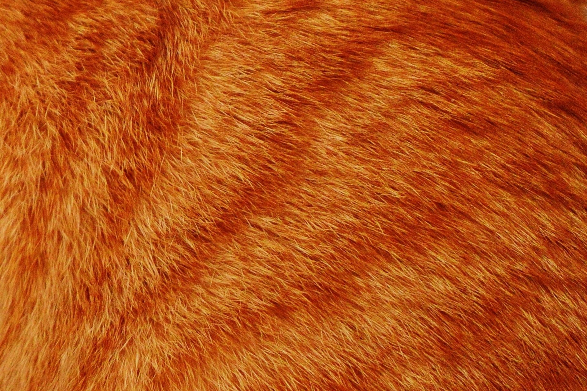 Animal Fur Wallpaper On