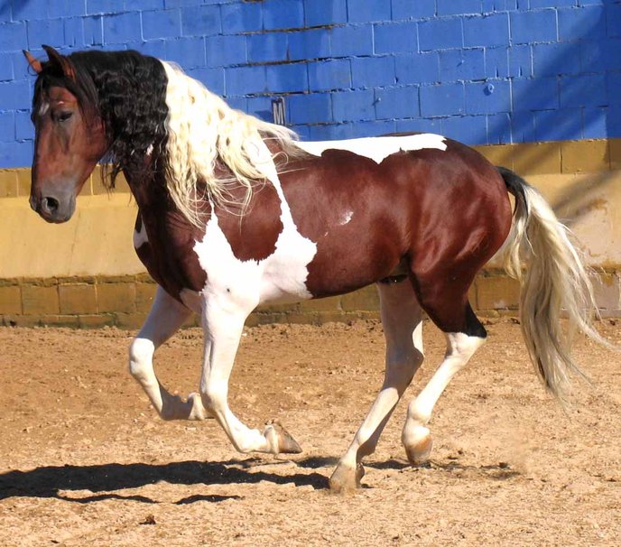 Spanish Quarter Horse Crossbreed Wallpaper