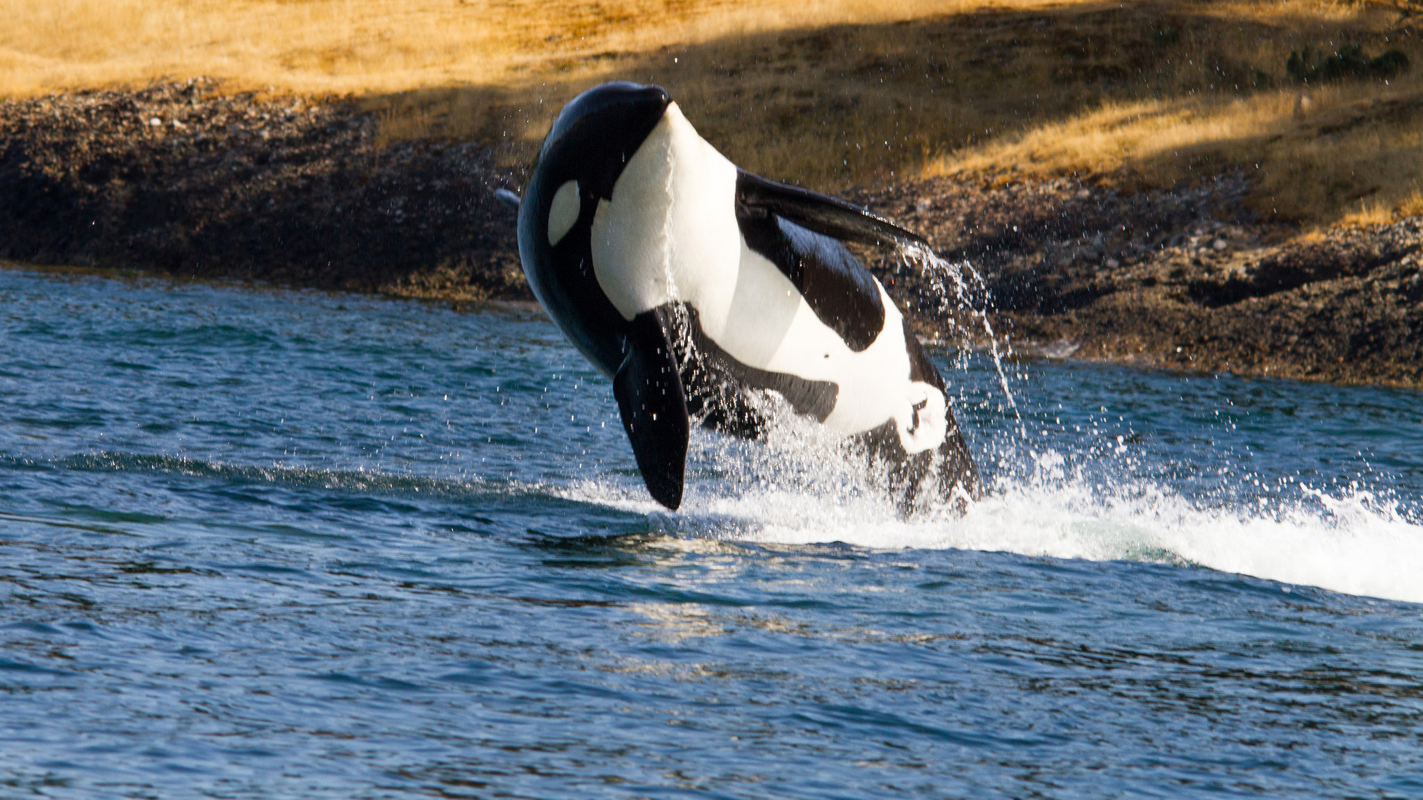 For The Orcas Of Pacific Northwest Public Radio International