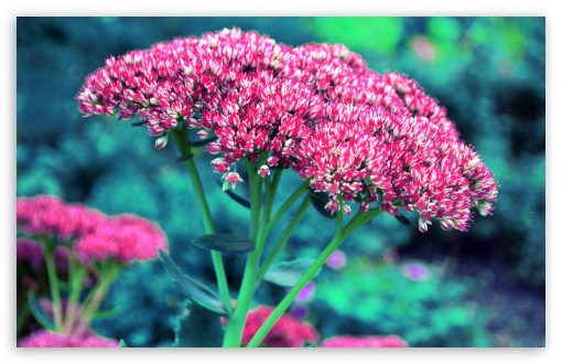 Fomef 5k Flowerdream HD Desktop Wallpaper Widescreen High