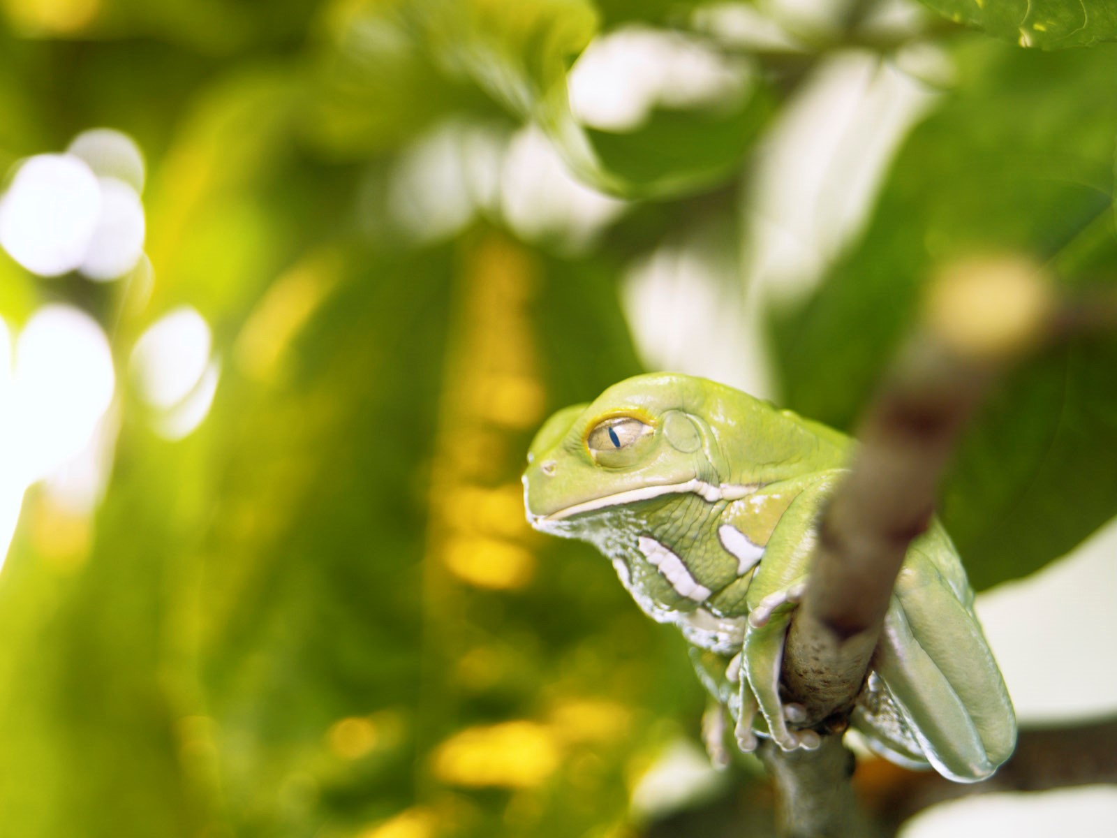 Cute Green Frog Seating on Branch Animal Wallpaper HD Wallpapers