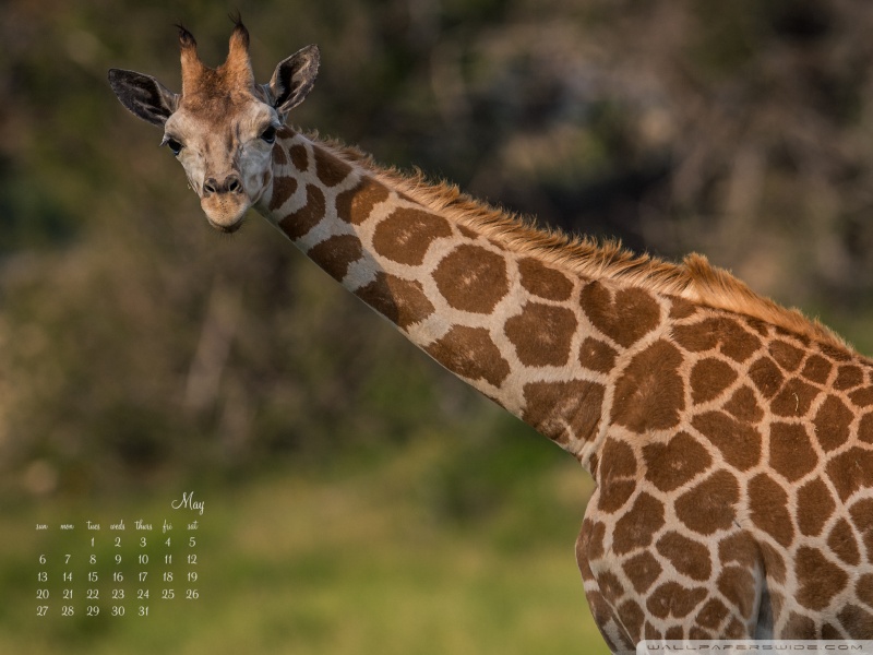 Giraffe HD Wallpaper Pictures
