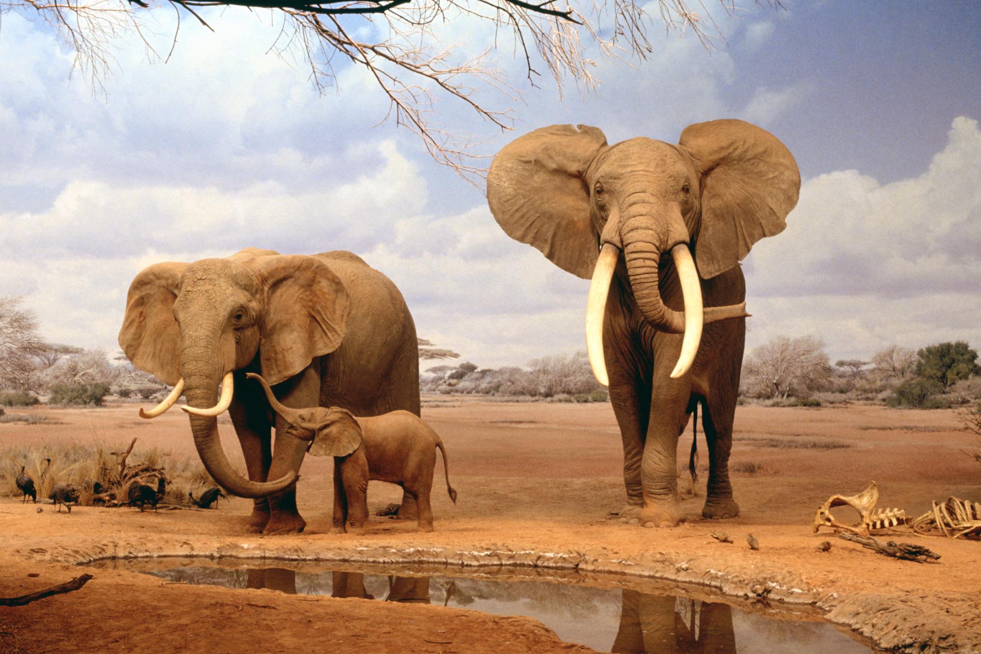 Africa Elephants Summer Animals Desktop Wallpaper Full HD