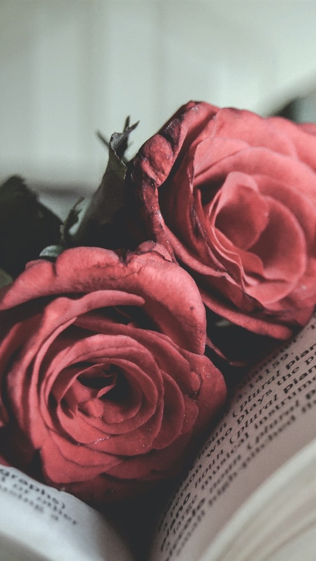 Book Red Rose iPhone 6s Wallpaper Background
