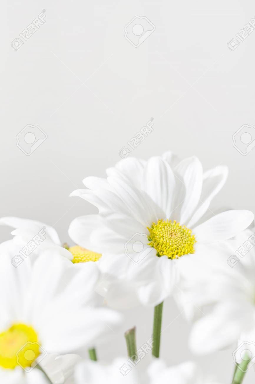 Bunch Of White Daisy Flowers On Bright Background Closeup Spring