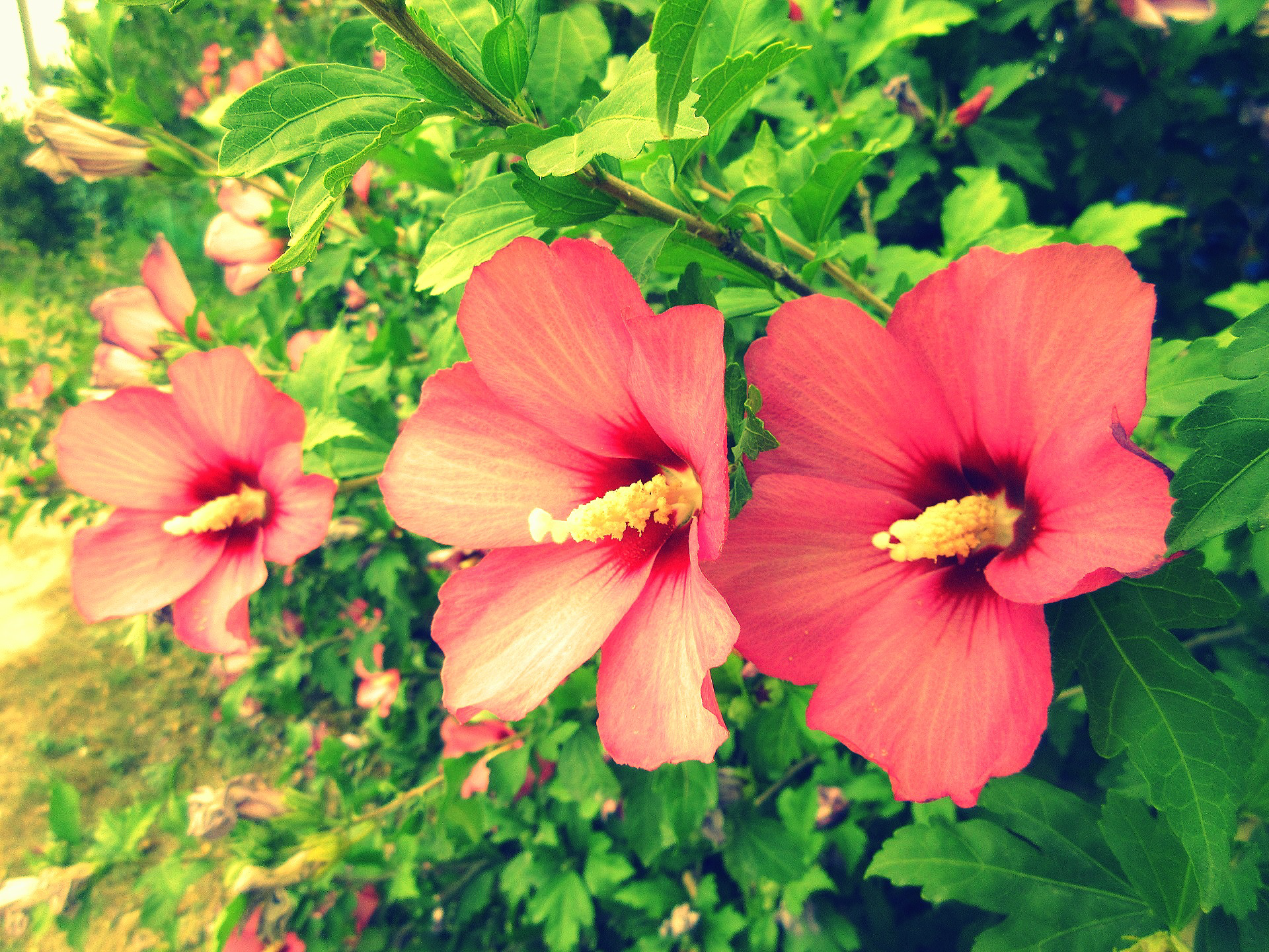 Hibiscus HD Wallpaper Background Image Id