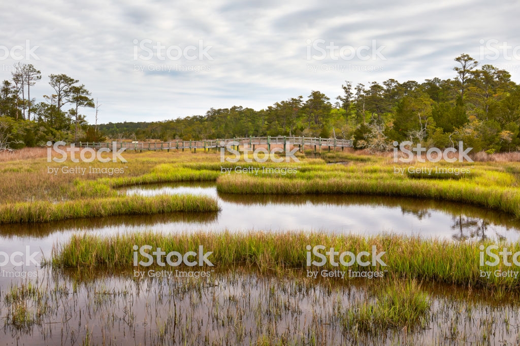 Scenic Marsh In The Croatan National Forest North Carolina Usa