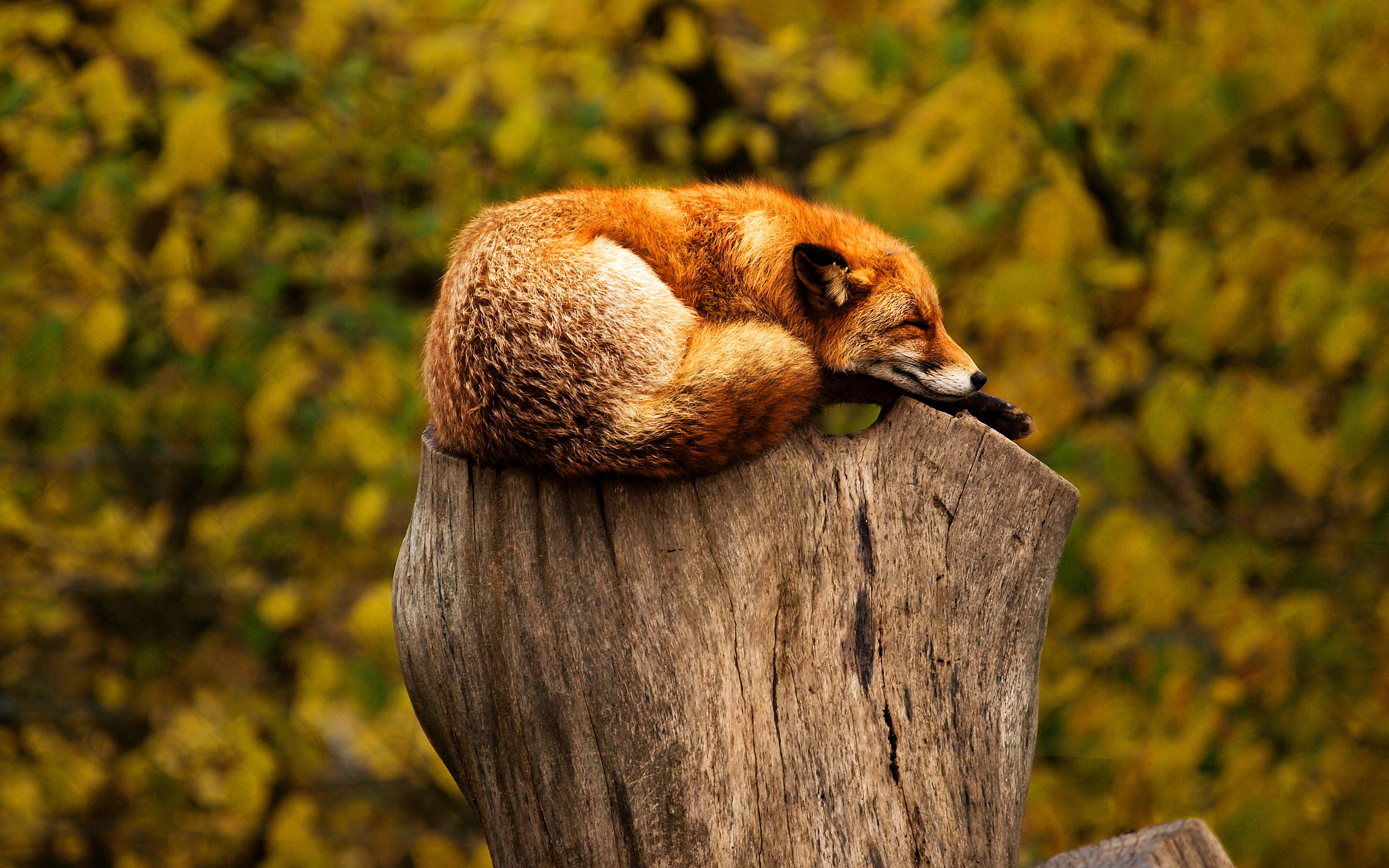 Fox Sleep On Tree Stub