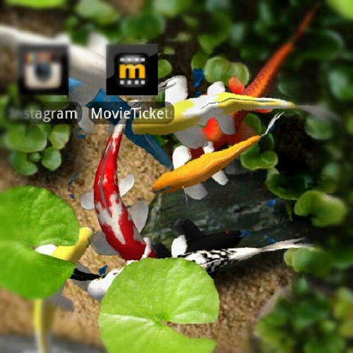Feed My Koi Wallpaper Animated Fish Three Times A Day There Growing