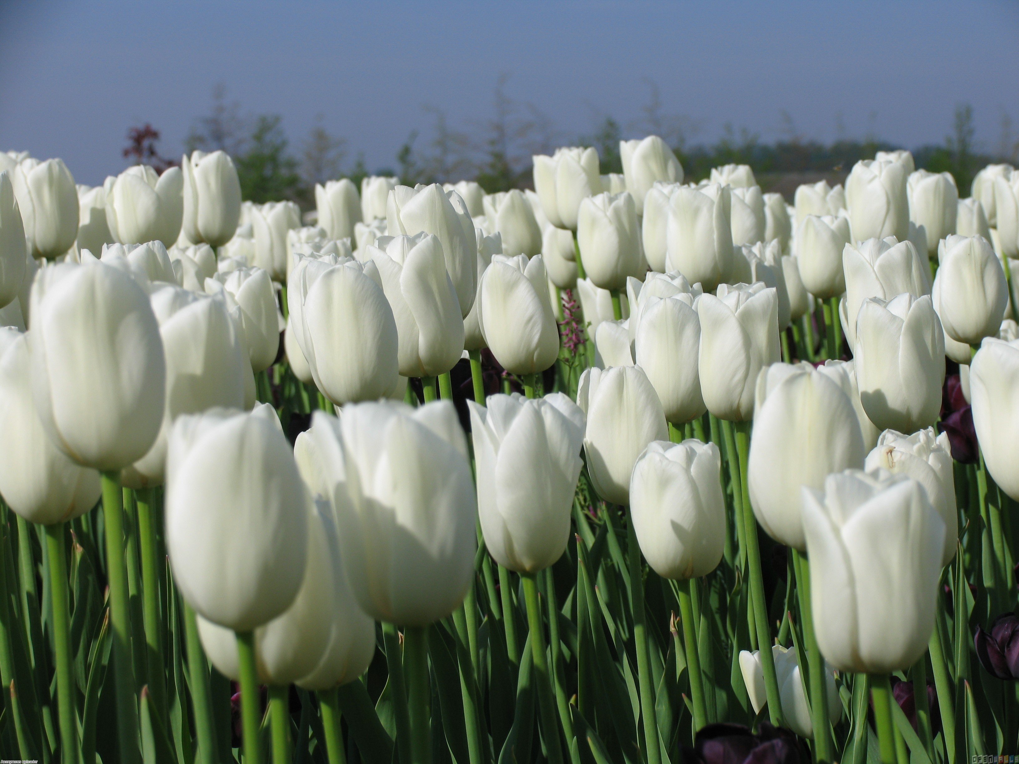 Images White Tulips flower Closeup 1800x1440