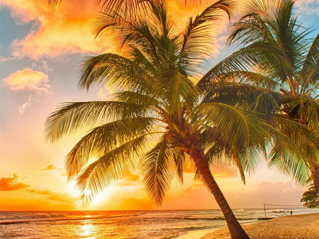 Palm Tree Tropical Beach HD Wallpaper 8232