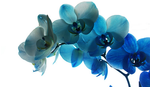 My Beautiful Blue Orchid Photo Sharing