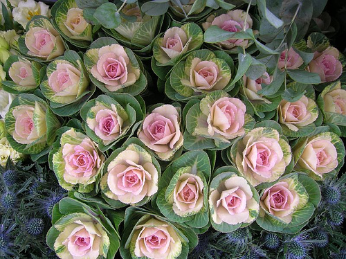 Cabbage Roses Photo Sharing