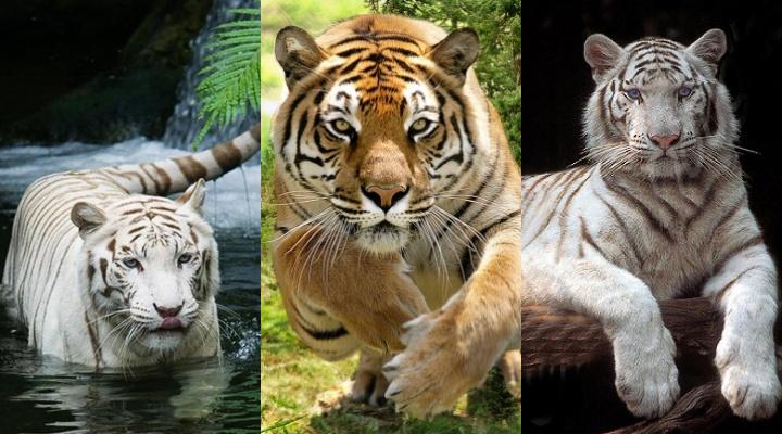 Tiger Screensaver wallpaper 720x400
