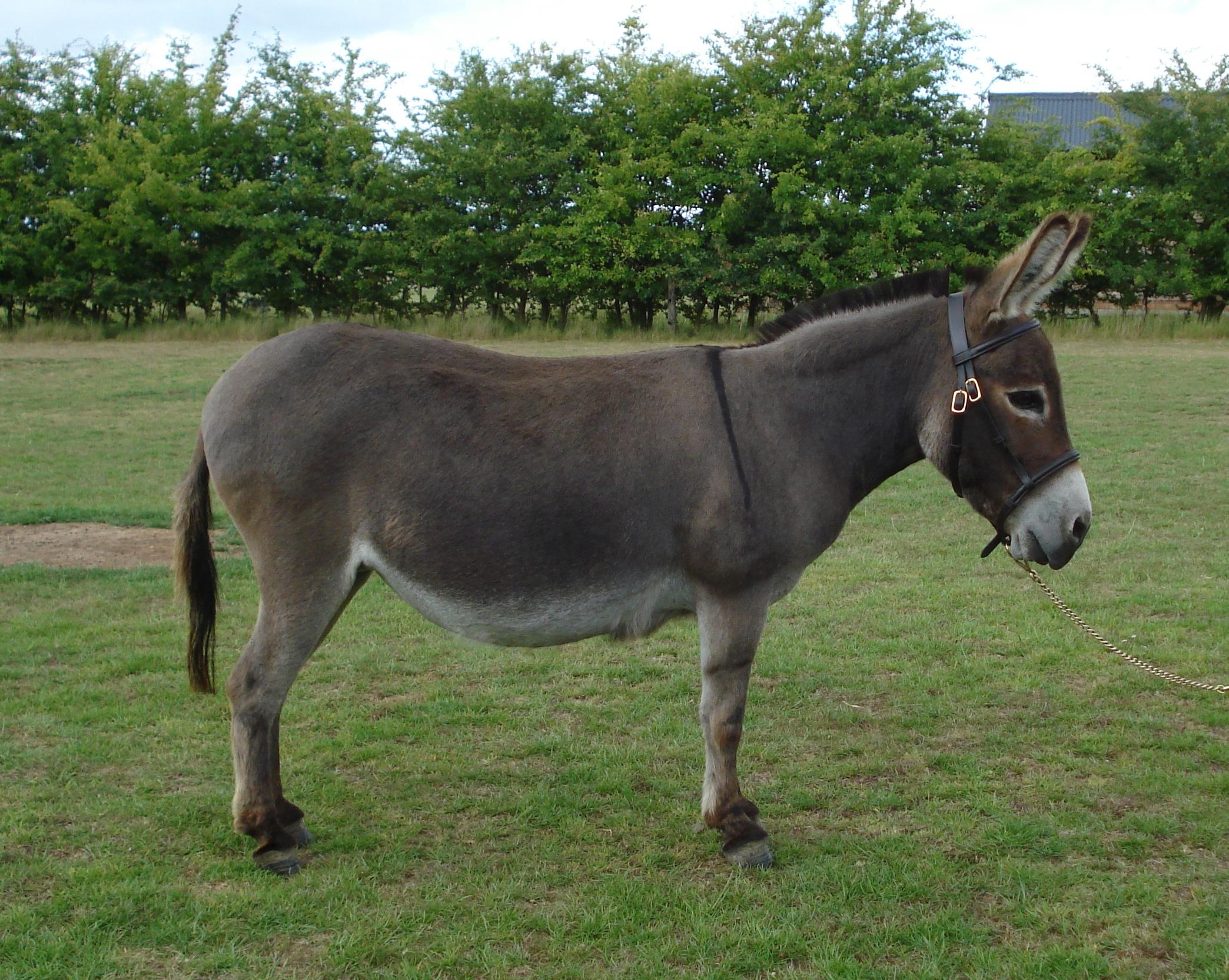 Donkey Wallpaper Animal Hq Picture