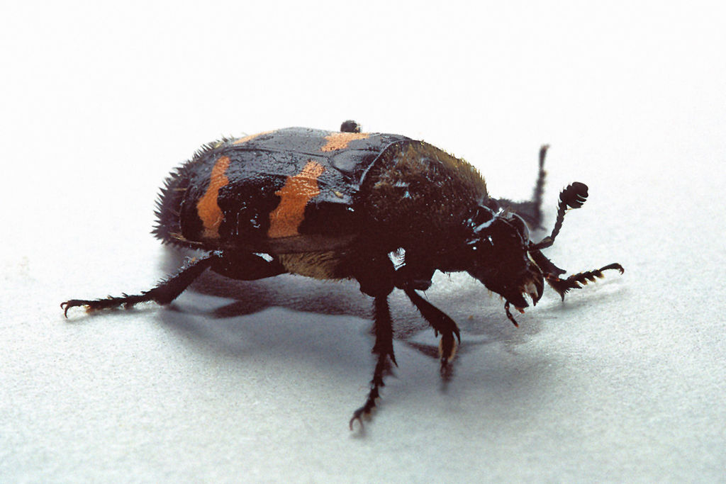 File Necrophorus Tomentosus Jpg