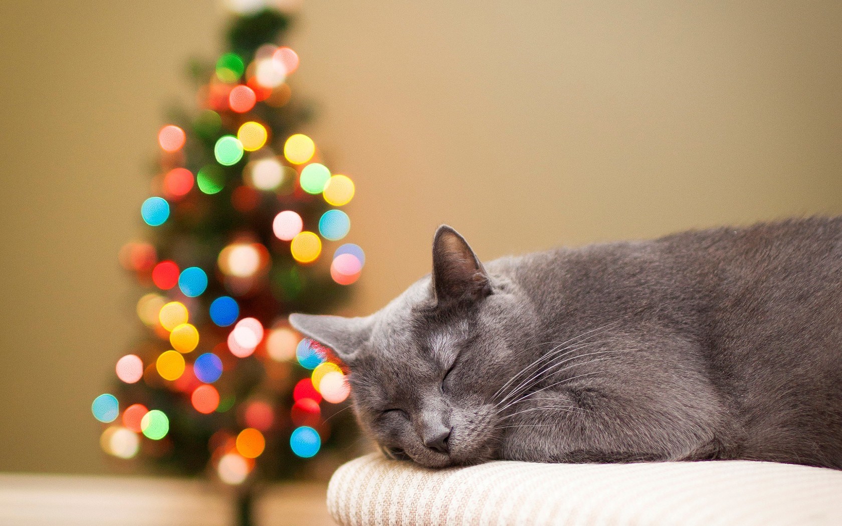 Cat Gray Rest Christmas Tree Lights Bokeh Holiday New Year Wallpaper