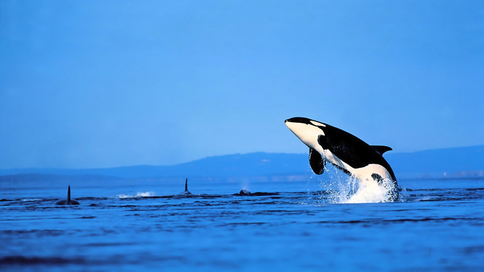 Orca HD Wallpaper Background