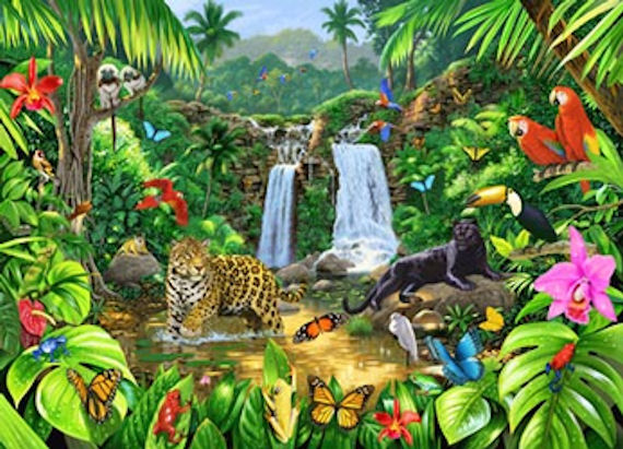 Rainforest Harmony   Wall Sticker Outlet 570x411