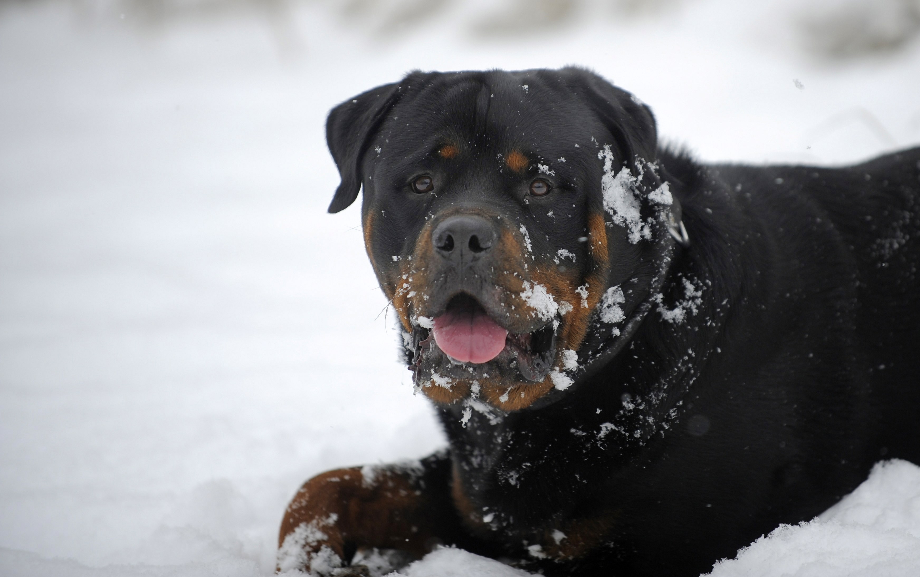 Rottweiler Wallpaper