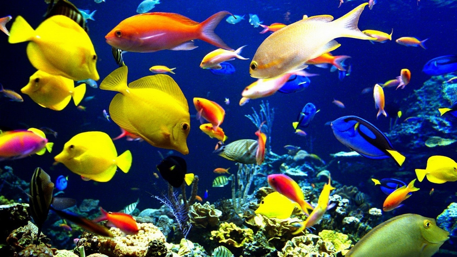 Beautiful Fish Photos Colorful Exotic Wallpaper