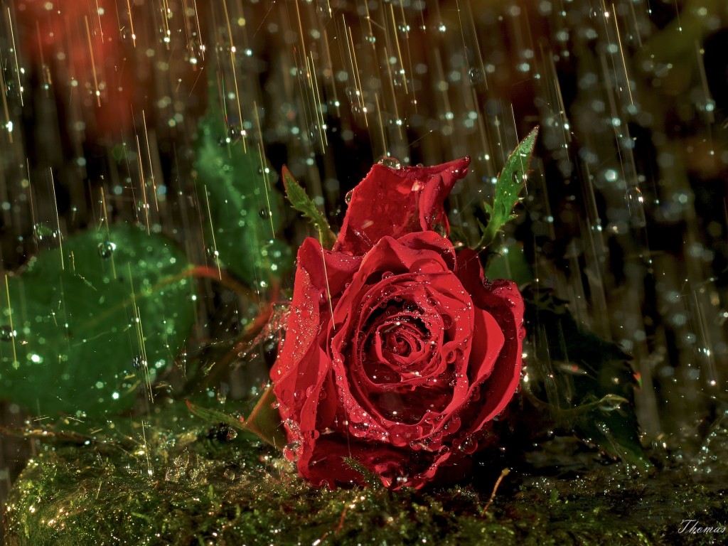 Rain On Flowers HD Wallpaper Pictures Image Background