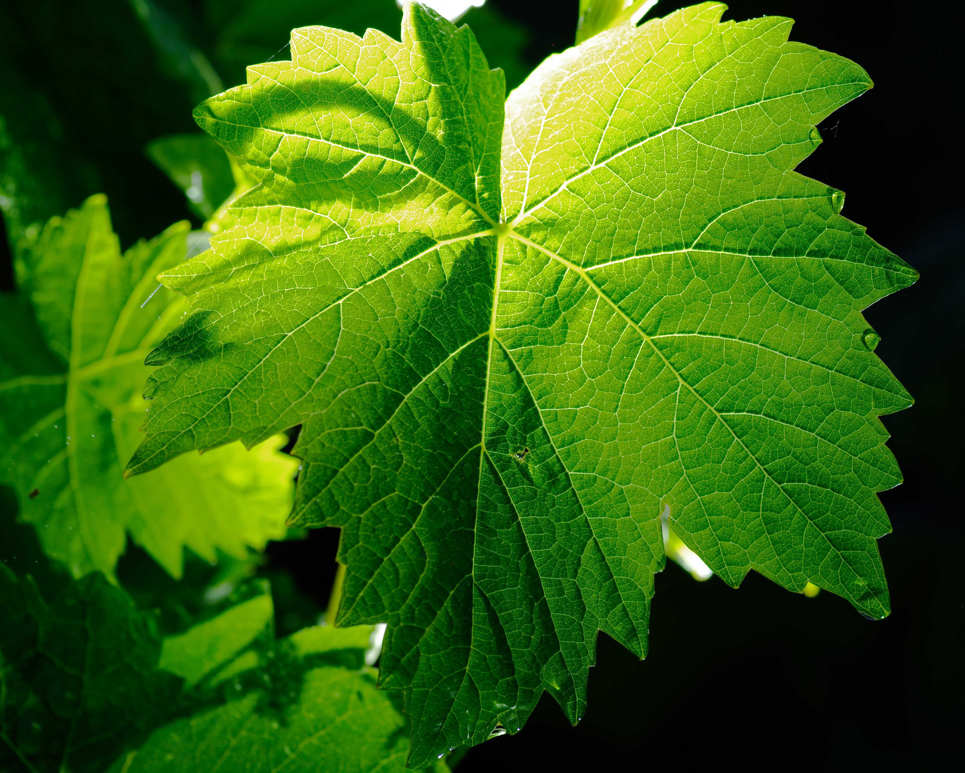 Vine Leaf Wallpaper Image Photos Picture