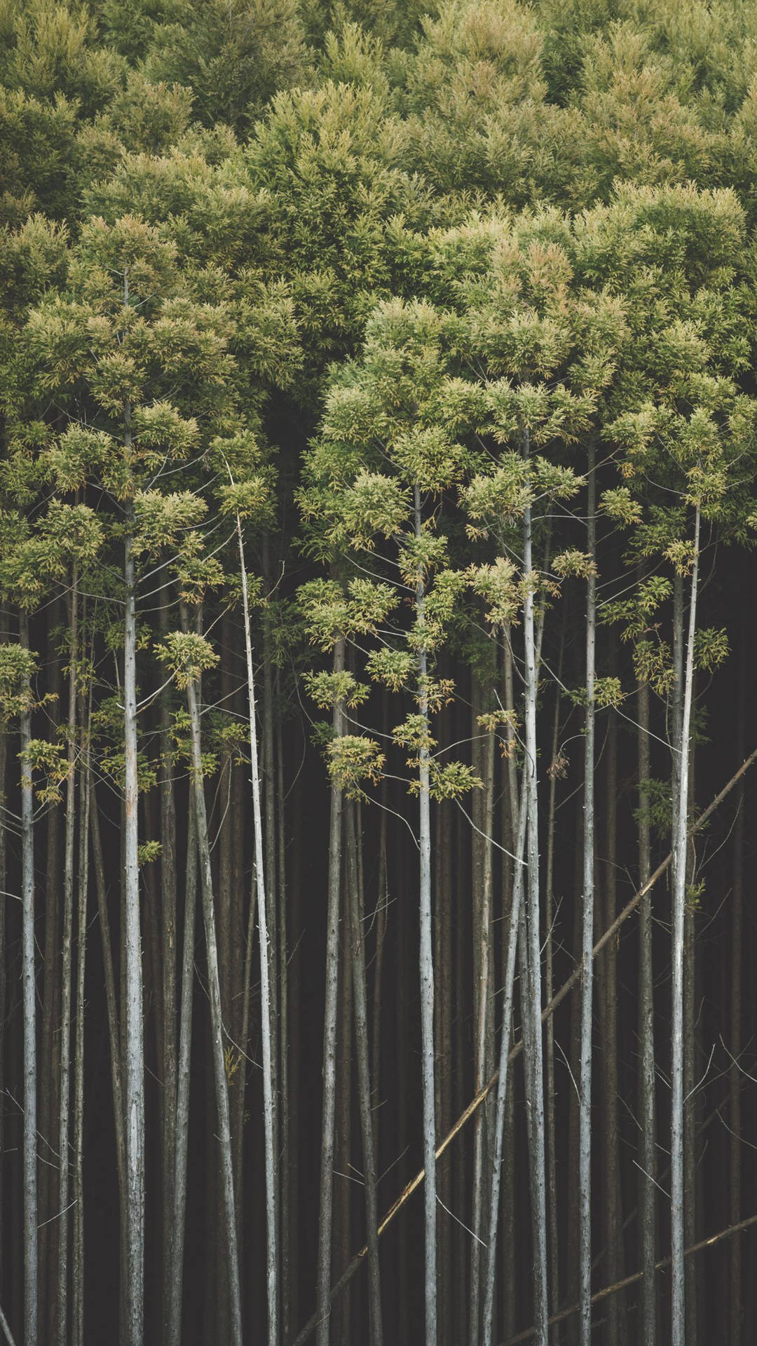 Bamboo iPhone Wallpaper