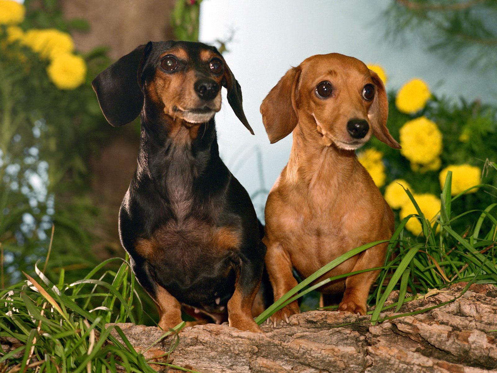 Cute Dachshund Dogs In Flowers Photo And Wallpaper Beautiful