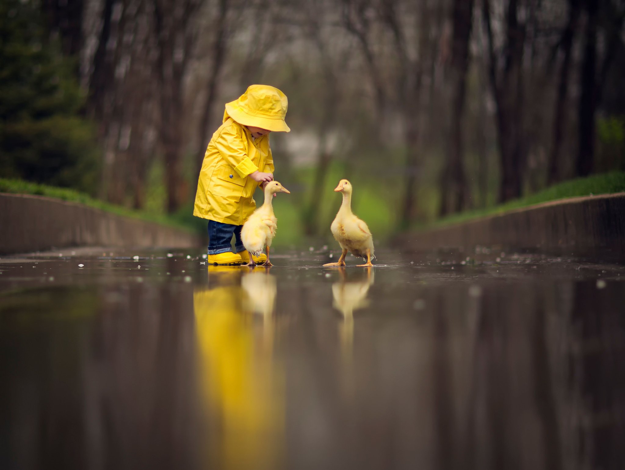 situation Child A Yellow Raincoat Birds Geese Animal 2048x1540