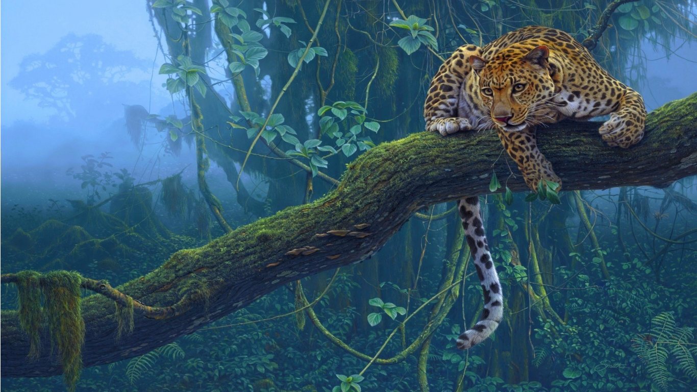 Jaguar Animal Night HD Wallpaper