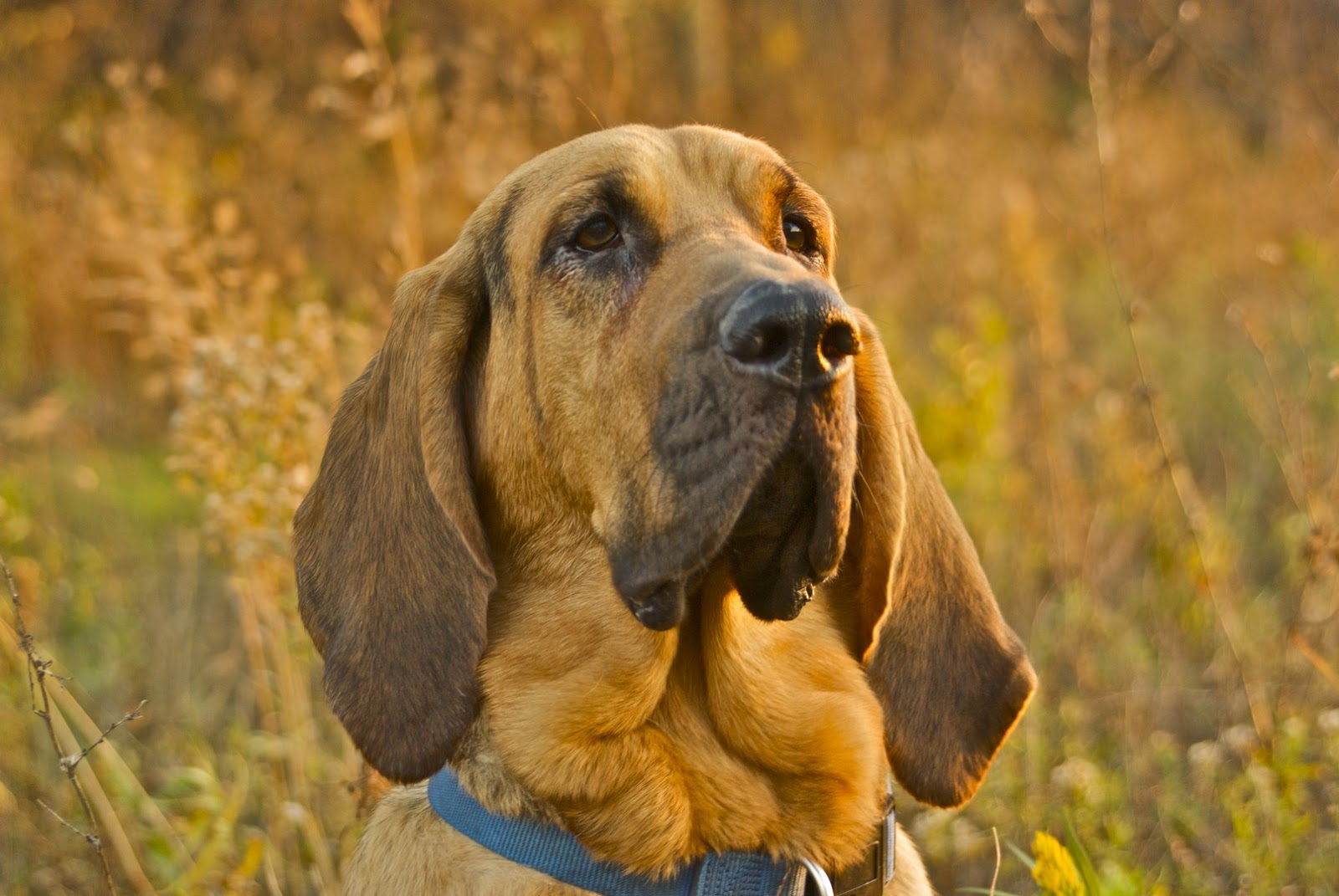 Bloodhounds Wallpaper Animals Library