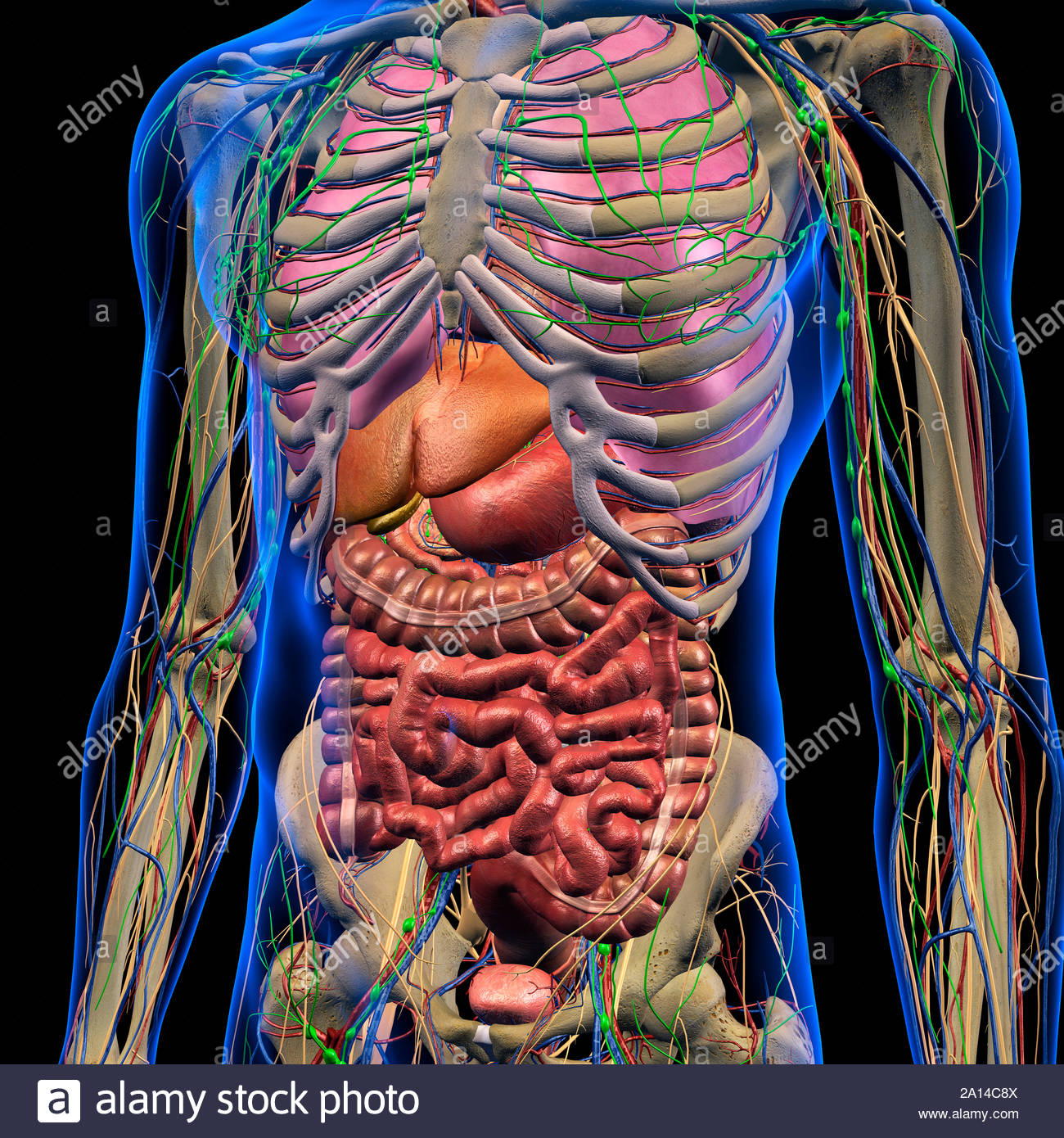 Free download Male internal anatomy of chest and abdominal area on ...